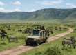 Safari vehicle on a game drive inside Ngorongoro Crater with wildlife grazing on the crater floor