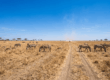Dry golden grassland of the Masai Mara during peak safari season with wildlife grazing