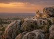 Lioness lying on a granite kopje in the Serengeti at dusk