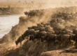 Wildebeest herd gathering at the edge of a river before a crossing