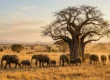 Elephant herd walking beneath a baobab tree in Tarangire National Park